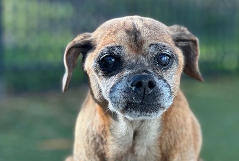 Small brown and black dog