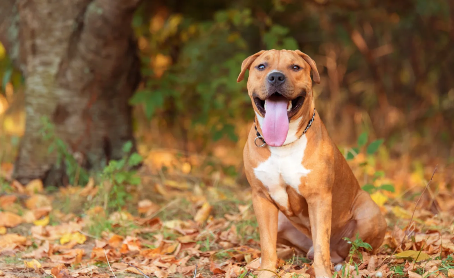Brown dog sitting in pile of leaves outside. Brown dog sitting in pile of leaves outside.