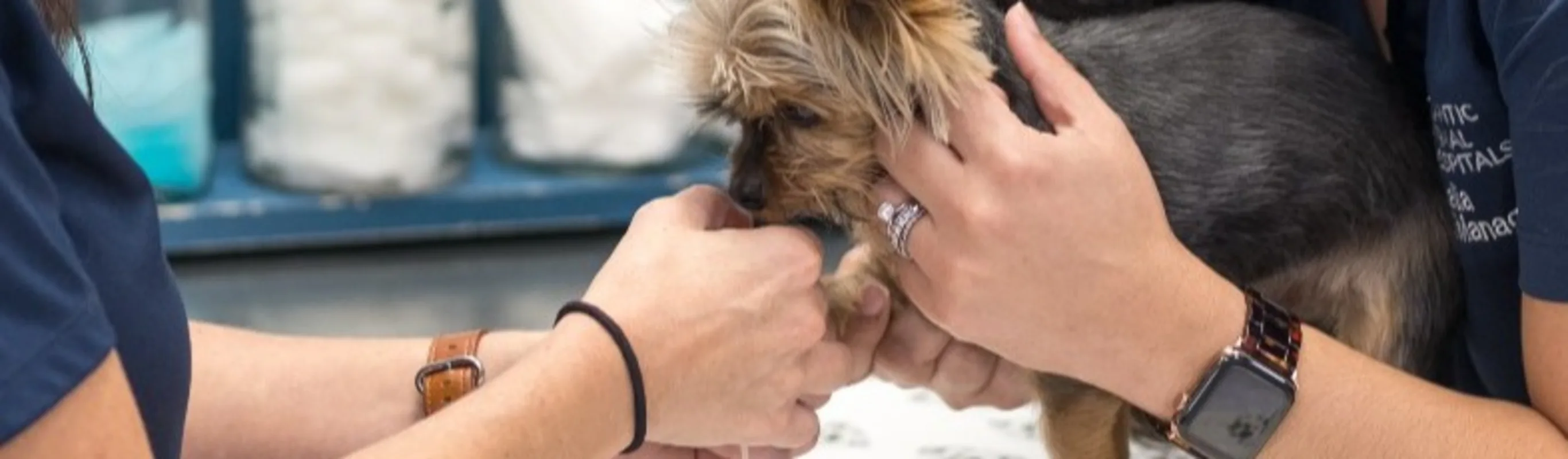 Staff with yorkie Staff with yorkie