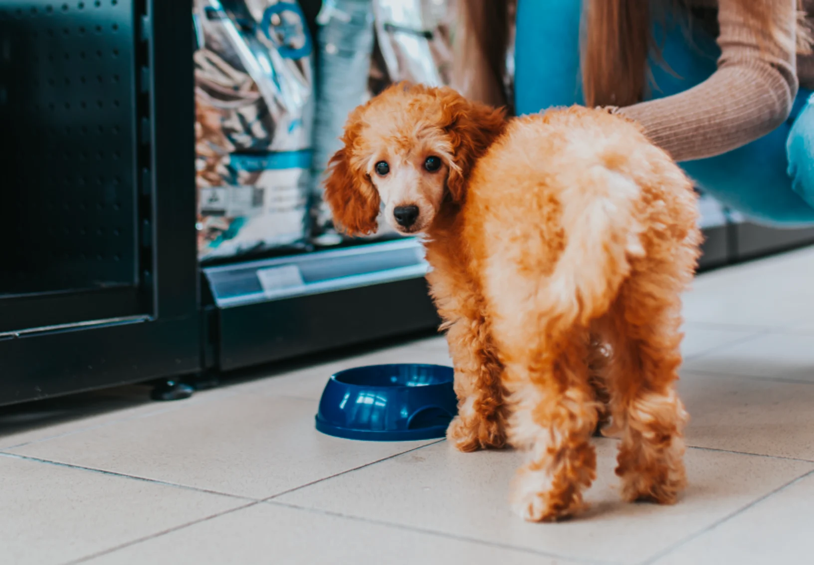 Dog bending down to eat out of a bowl with girl behind Dog bending down to eat out of a bowl with girl behind