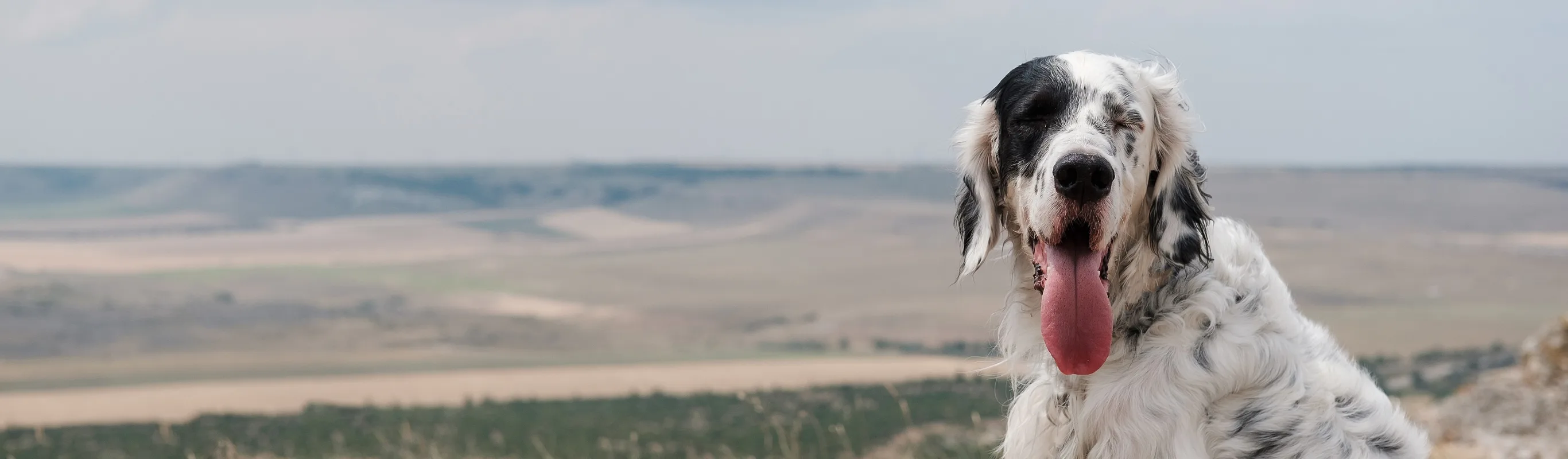Dog sitting in plains Dog sitting in plains