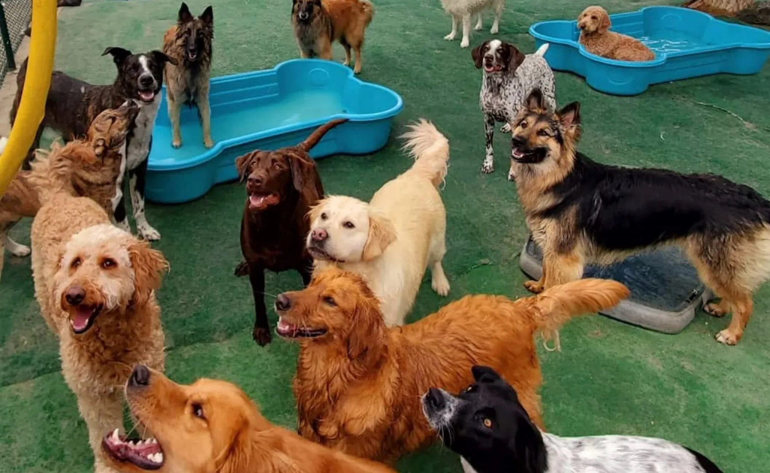 Dogs playing during daycare at Bowhaus in Boulder, CO Dogs playing during daycare at Bowhaus in Boulder, CO