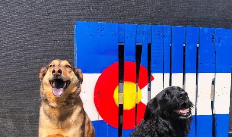 Dogs in front of Colorado Flag