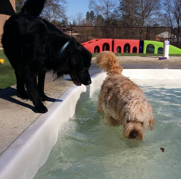Dogs playing in a pool