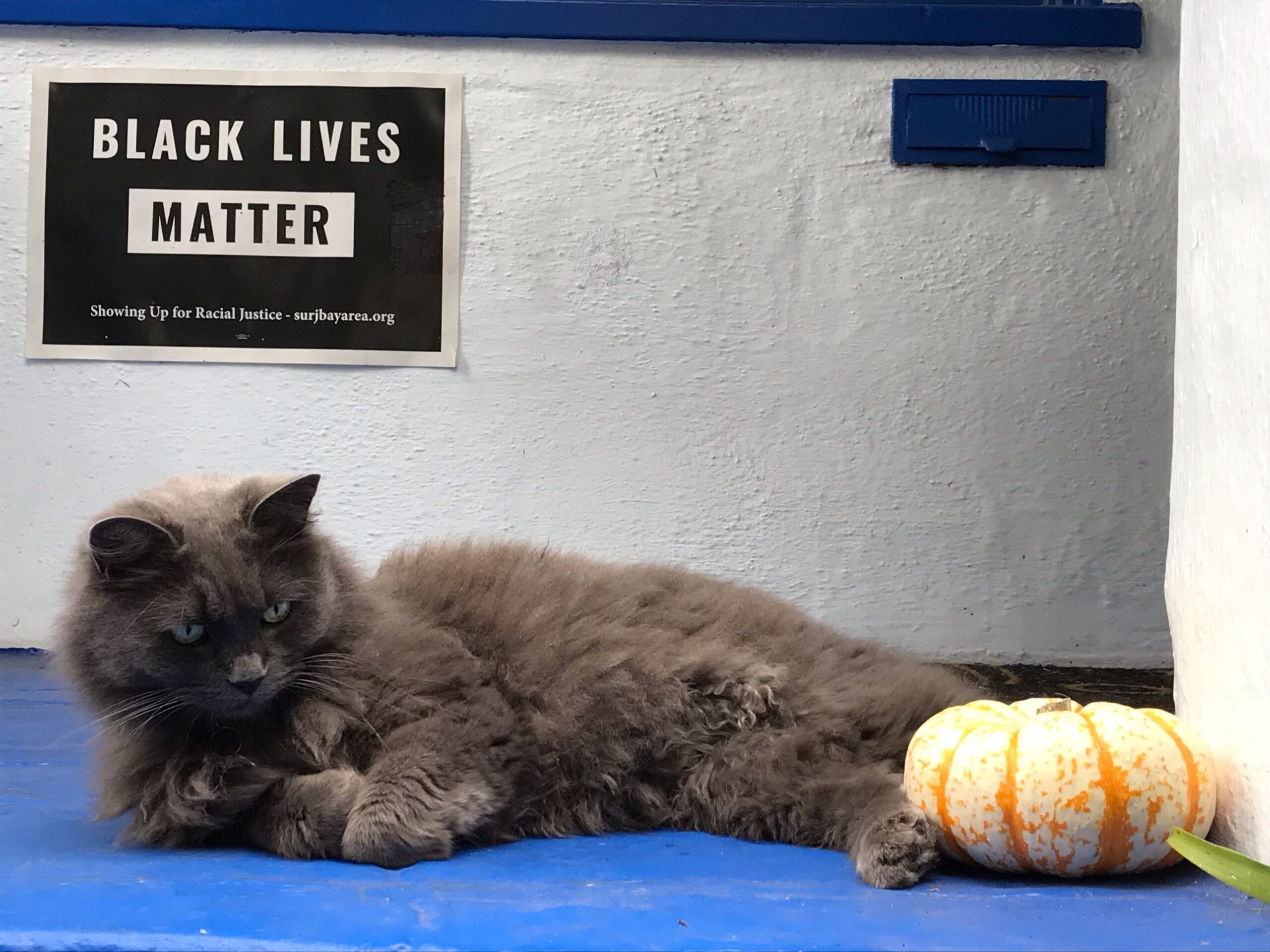  A black cat with his pumpkin