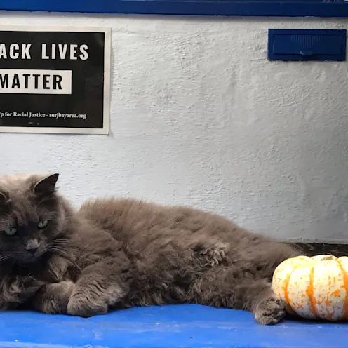A black cat with his pumpkin A black cat with his pumpkin