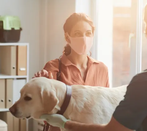 Veterinarian and pet owner talking about labrador retriever standing on table Veterinarian and pet owner talking about labrador retriever standing on table