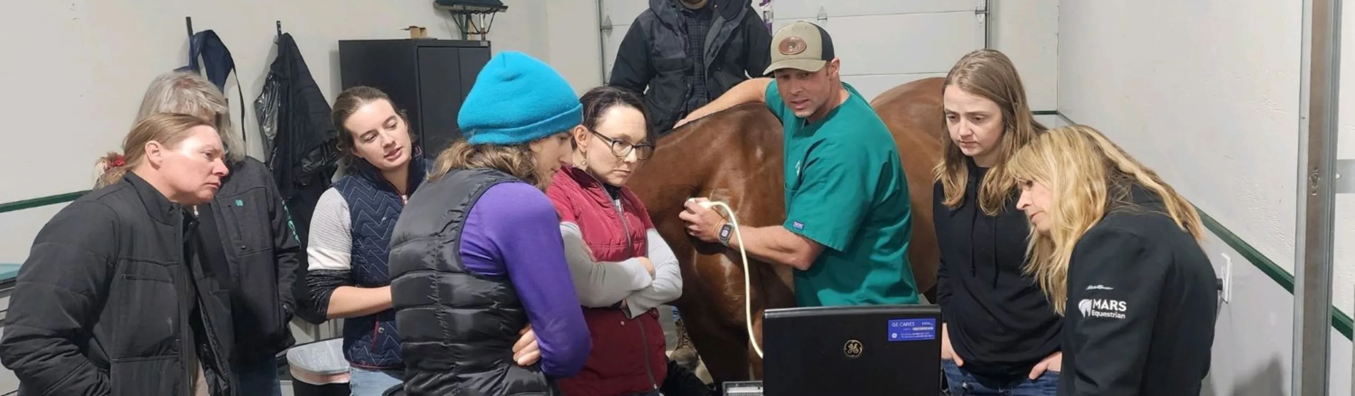 vets and staff performing ultrasound on horse vets and staff performing ultrasound on horse