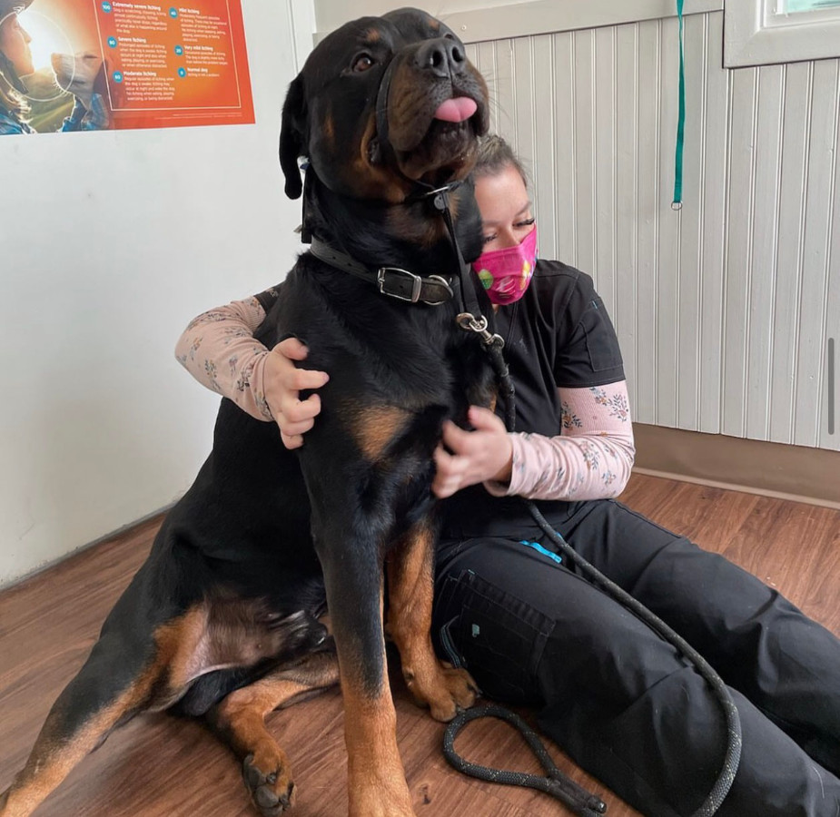 Black and brown Rottweiler receiving pets from a staff member with a pink mask on