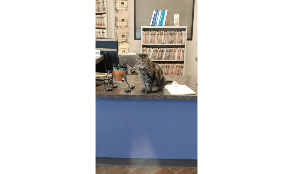 Catalina Pet Hospital Moose