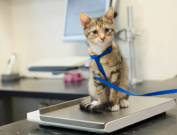 A Brown Kitten Sitting on a Weighing Scale