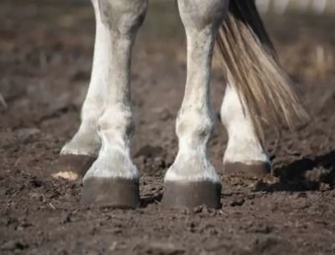 Horse Hooves Horse Hooves