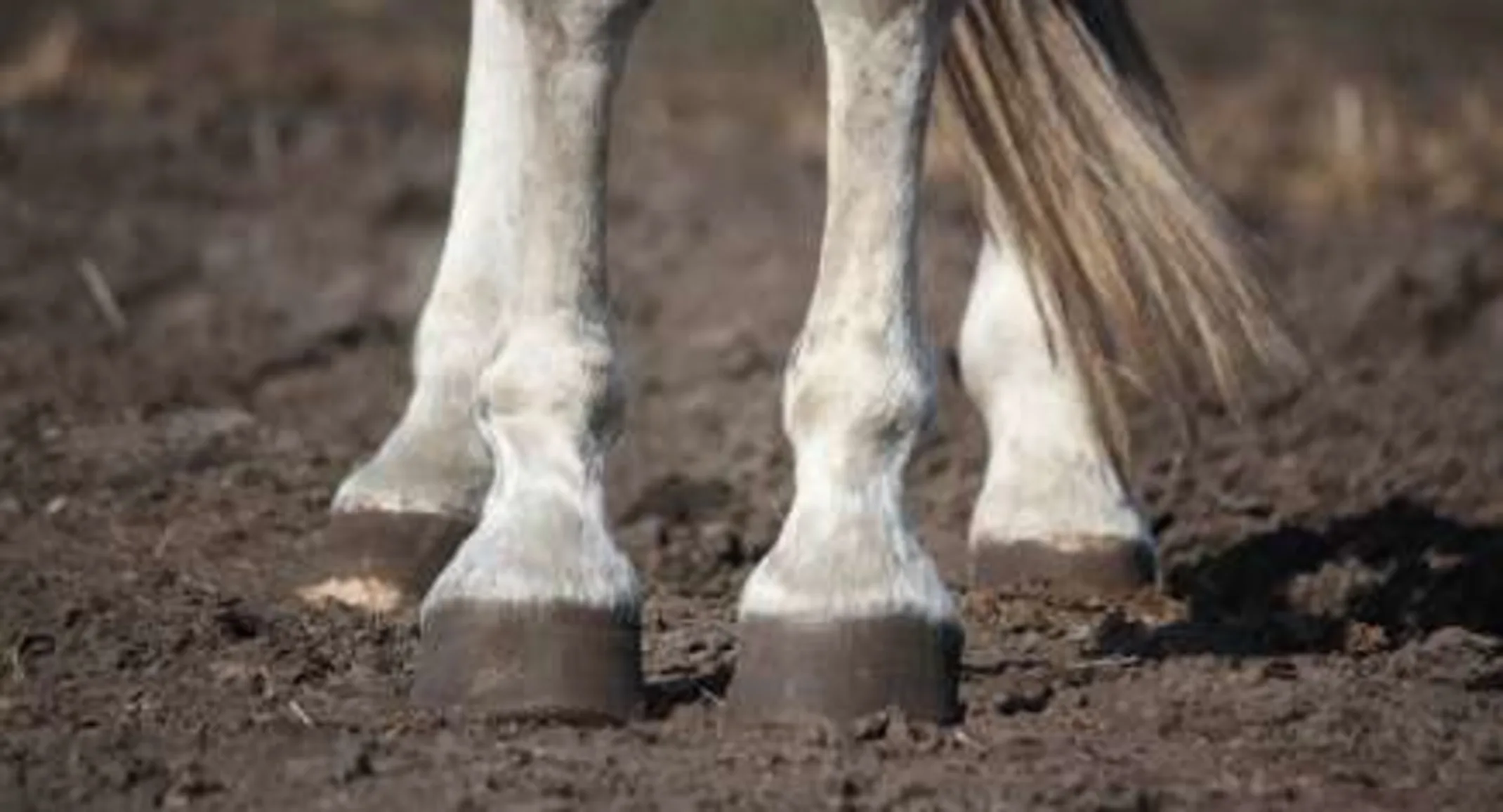 Horse Hooves Horse Hooves
