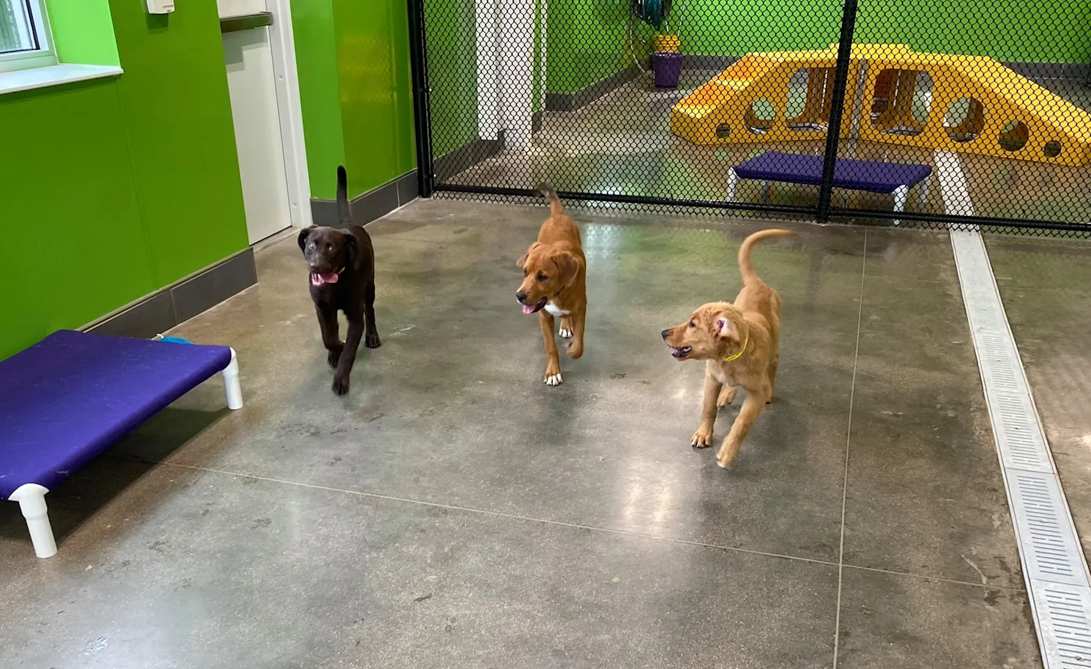 3 Puppies with their tongues out 3 Puppies with their tongues out