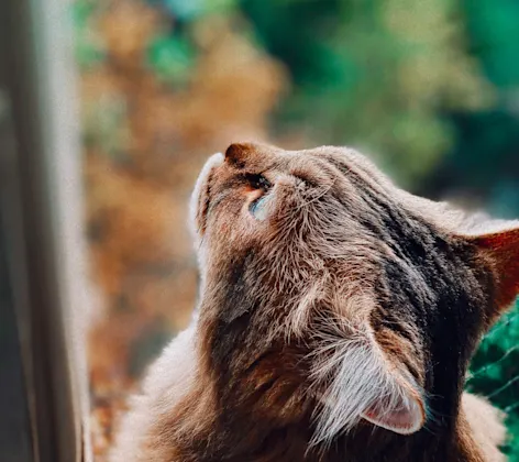 A Brown Cat looking up A Brown Cat looking up