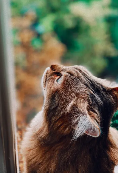 A Brown Cat looking up