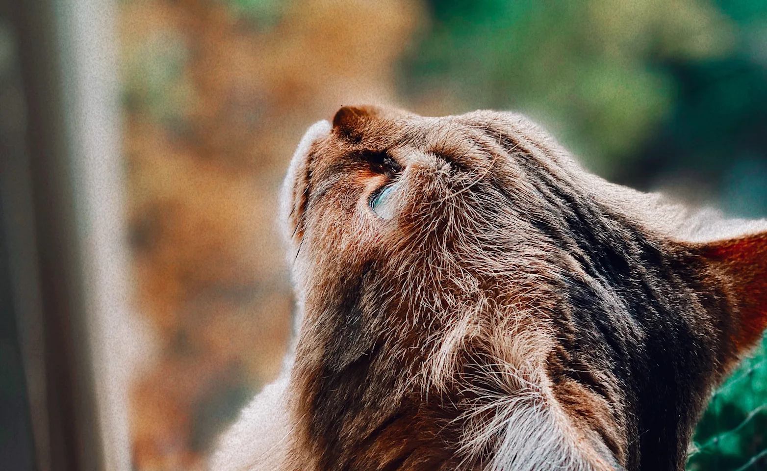A Brown Cat looking up A Brown Cat looking up