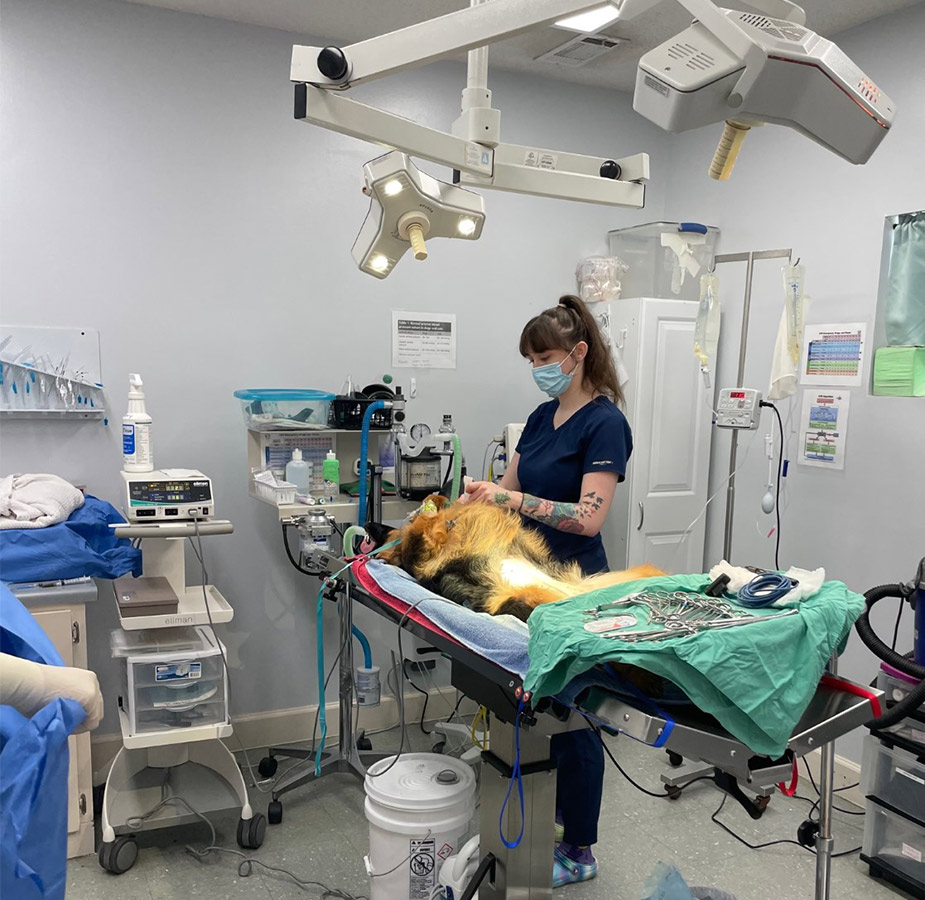 Animal Medical Center (Tuscaloosa) Surgery on dog