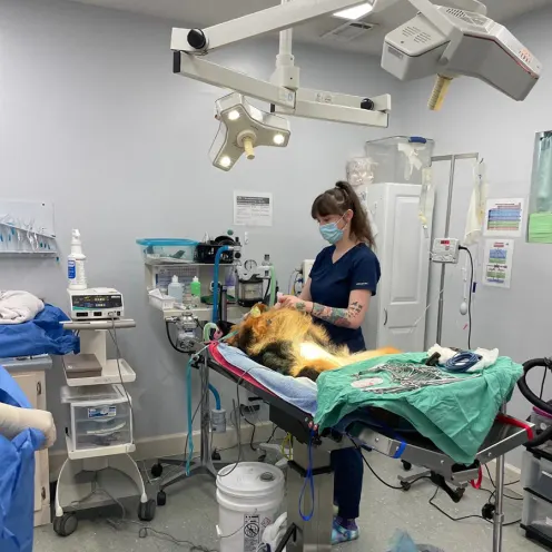 Animal Medical Center (Tuscaloosa) Surgery on dog