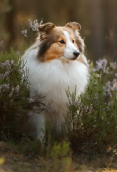 Dog surrounded by trees and plants Dog surrounded by trees and plants
