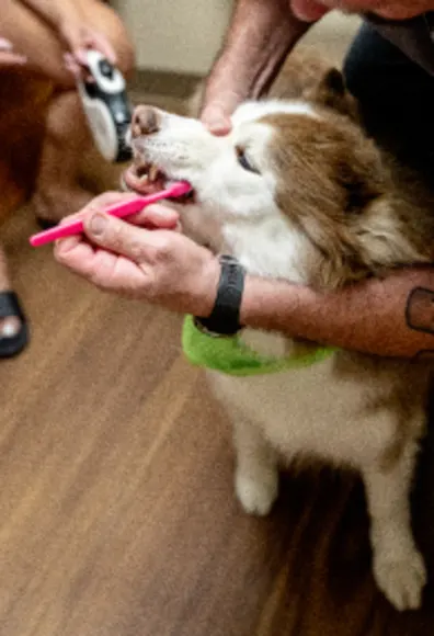 Doctor Brushing Dog Teeth at Arroyo Vista Veterinary Hospital Doctor Brushing Dog Teeth at Arroyo Vista Veterinary Hospital