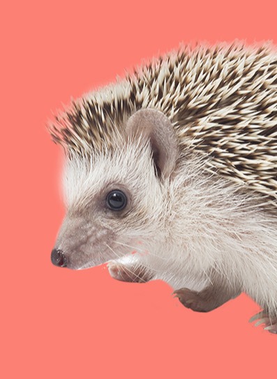 Estúdio Hedgehog Brasil