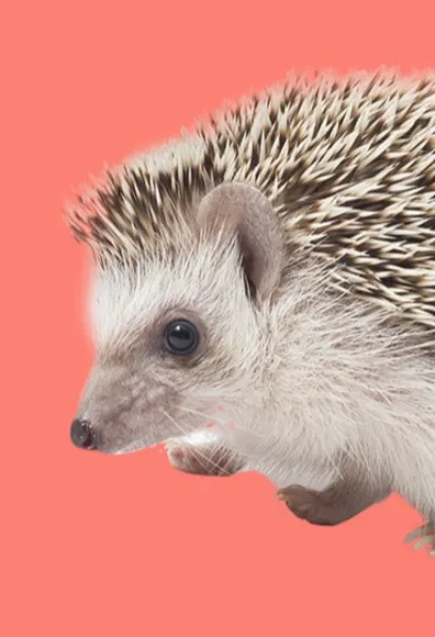 Hedgehog in front of a red background. 