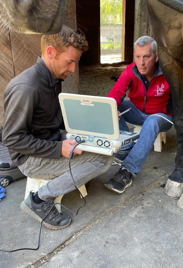 Two Veterinarians Performing an Ultrasound on a Horse at Bayhill Equine