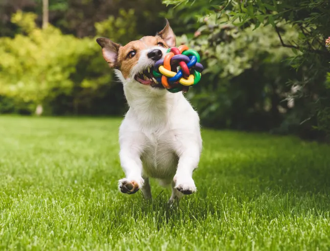 dog playing with a colorful toy