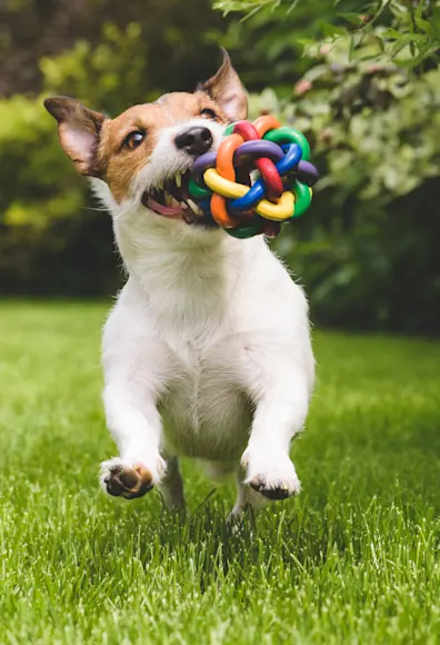 dog playing with a colorful toy dog playing with a colorful toy