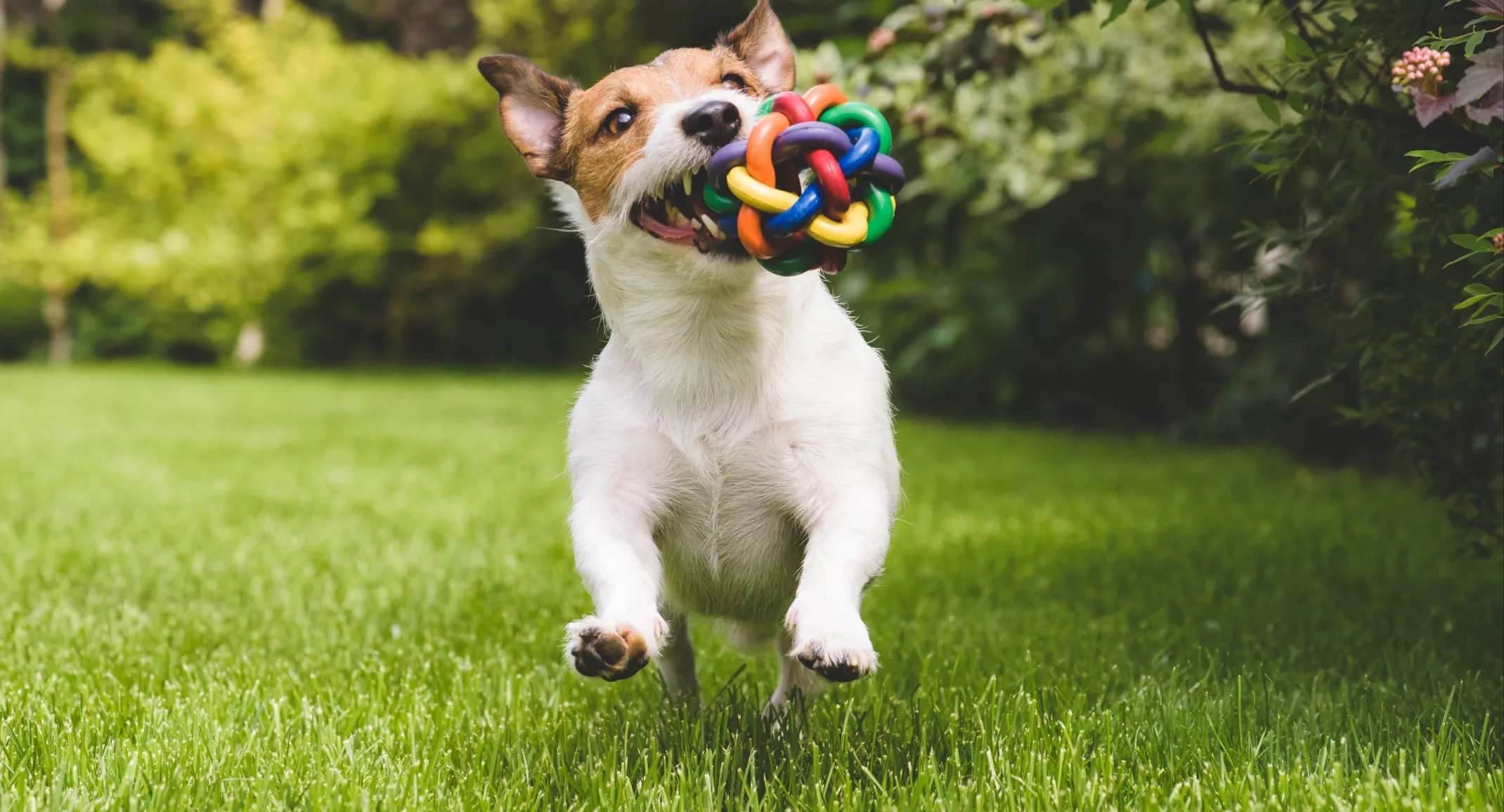 dog playing with a colorful toy