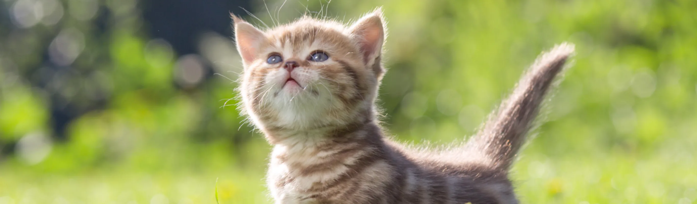 Kitten Looking Up