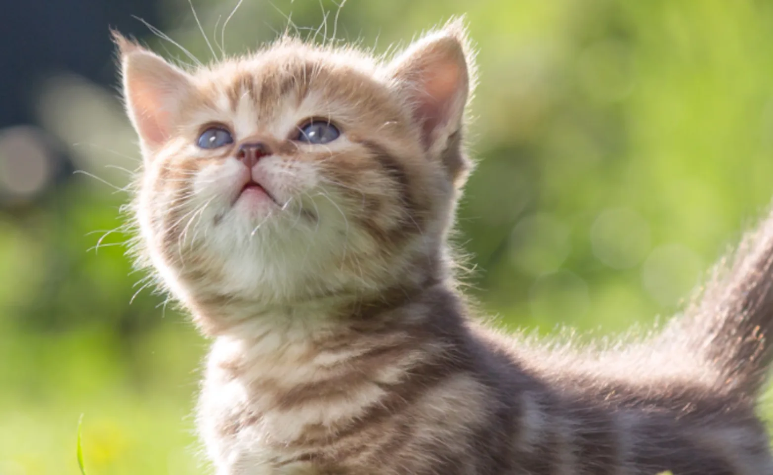 Kitten Looking Up