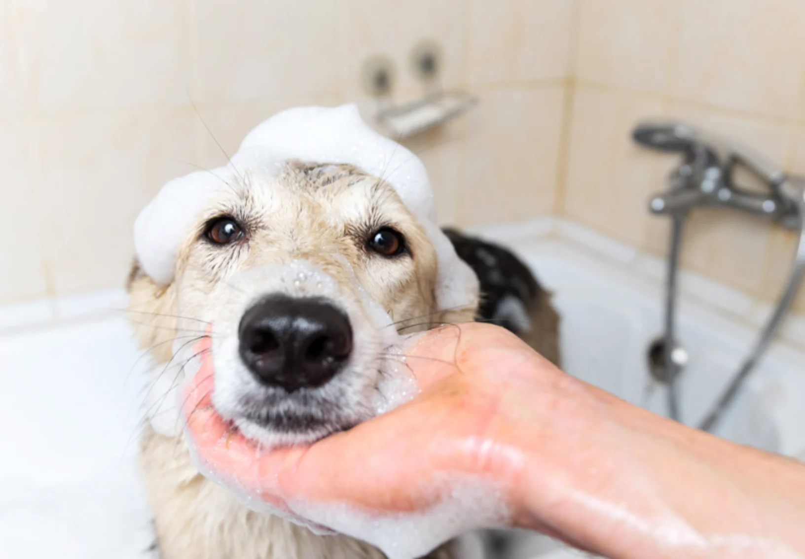 Dog Receiving a Bath Looking at the Camera Dog Receiving a Bath Looking at the Camera