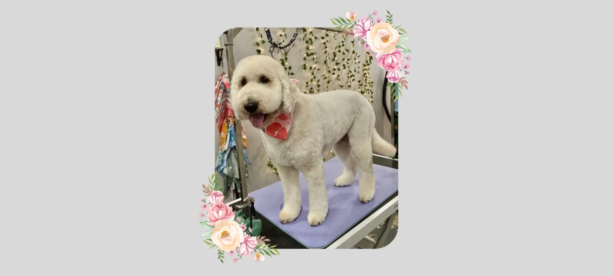 A white dog with a pink bandana on a grooming table A white dog with a pink bandana on a grooming table