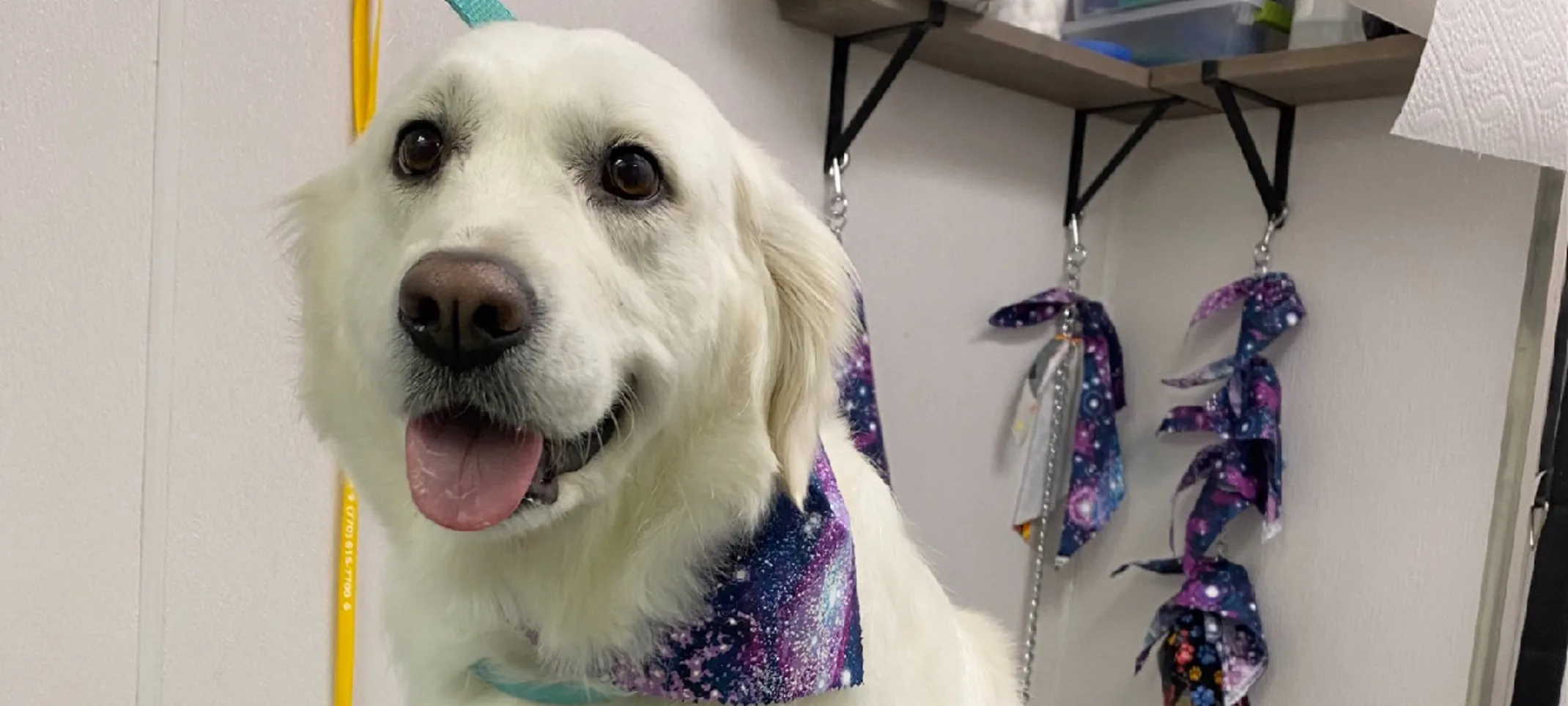 A golden retriever sitting on the grooming table A golden retriever sitting on the grooming table