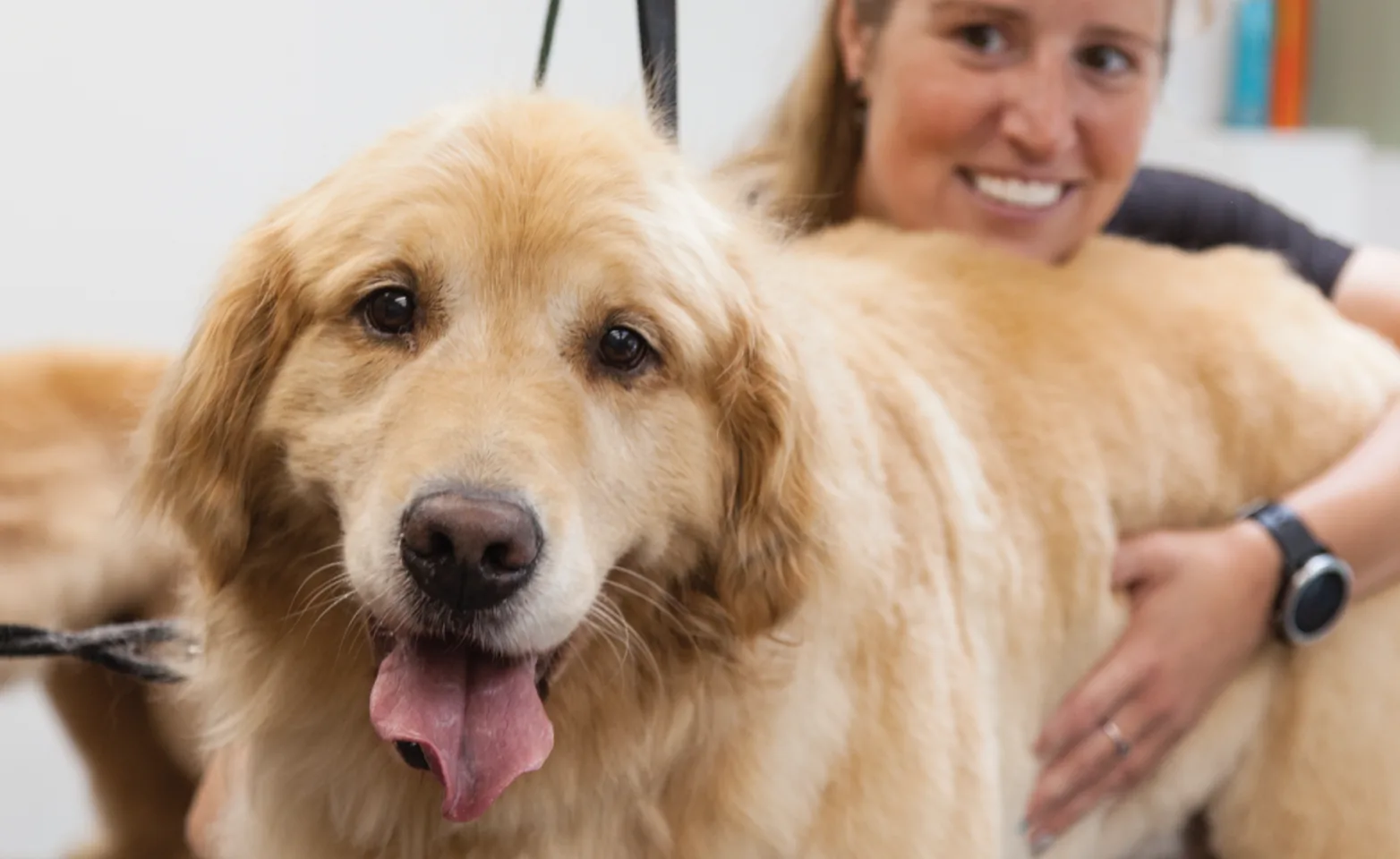 dog and groomer dog and groomer