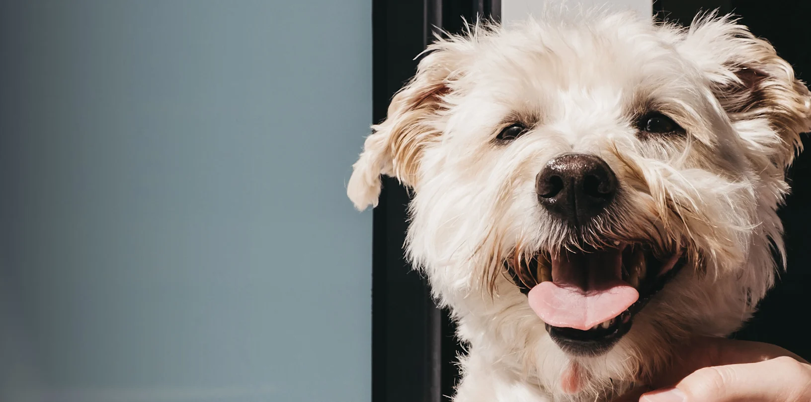 A small dog smiling with its tongue sticking out A small dog smiling with its tongue sticking out
