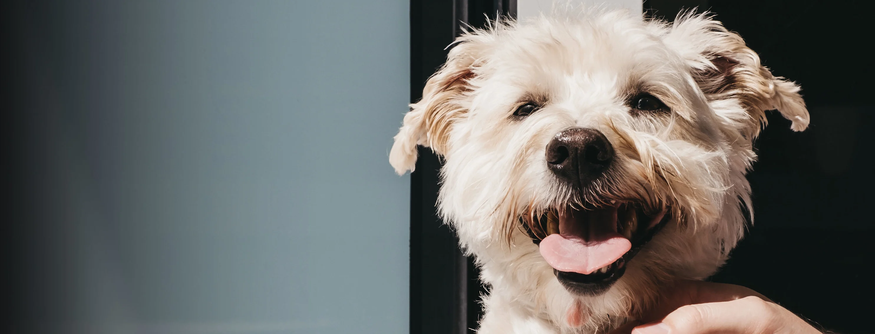 A small dog smiling with its tongue sticking out A small dog smiling with its tongue sticking out