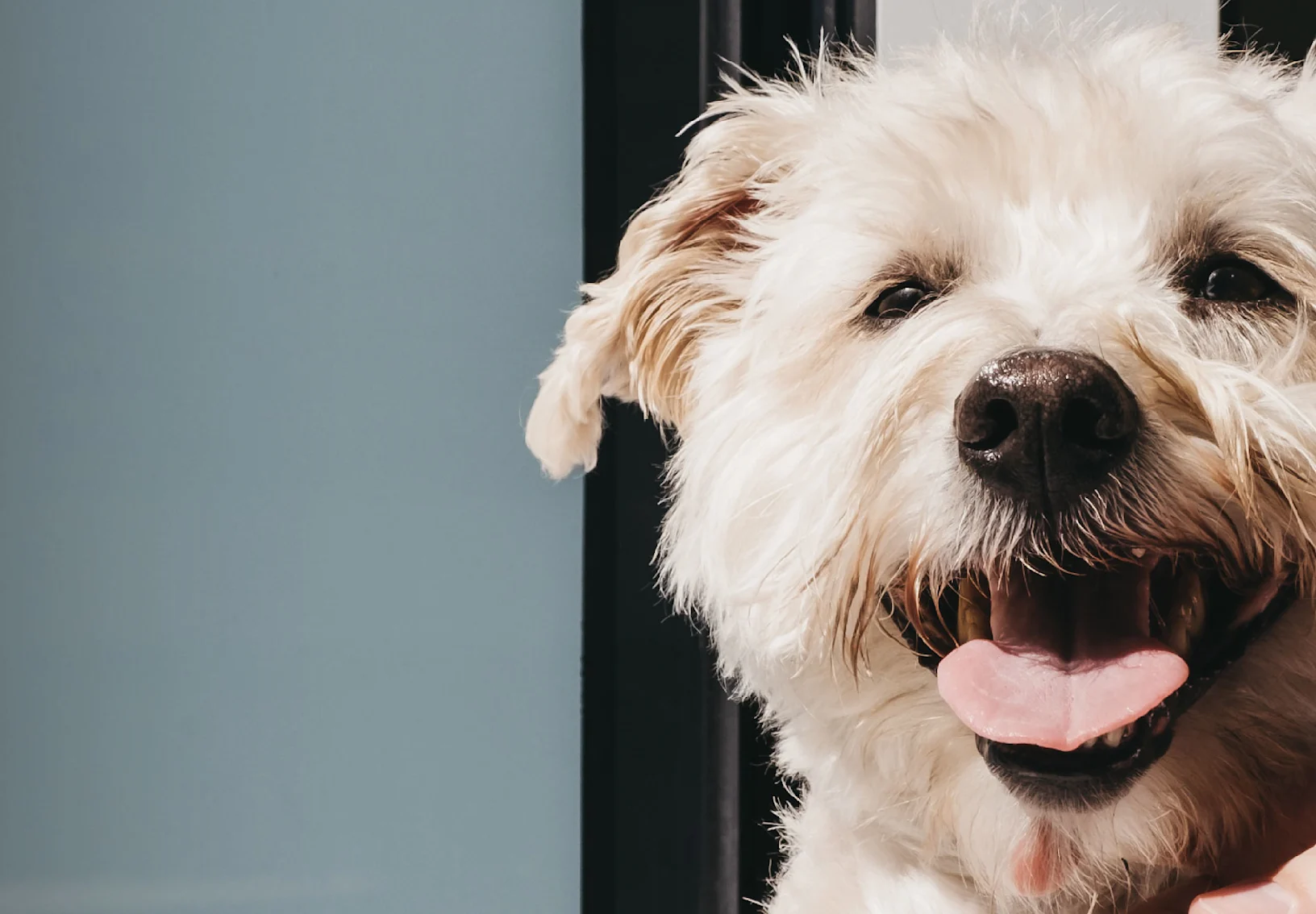 A small dog smiling with its tongue sticking out A small dog smiling with its tongue sticking out