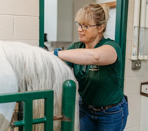 Staff member examining a horse Staff member examining a horse