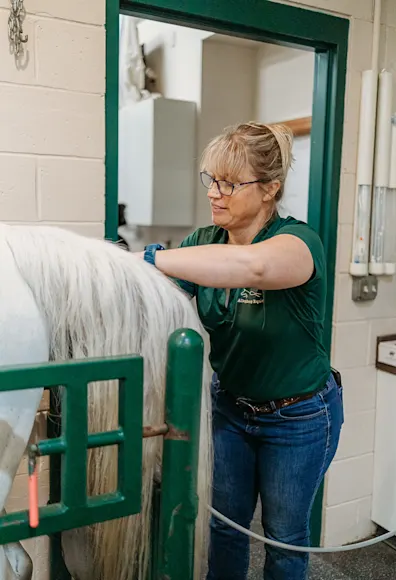 Staff member examining a horse Staff member examining a horse
