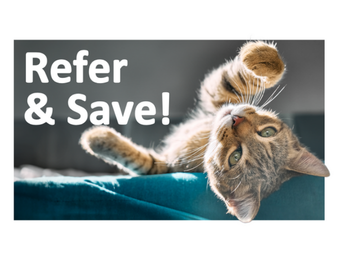 Cat stretching on couch and looking up