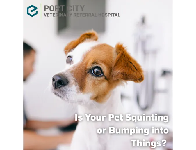 Is Your Pet Squinting or Bumping into Things? Is Your Pet Squinting or Bumping into Things?