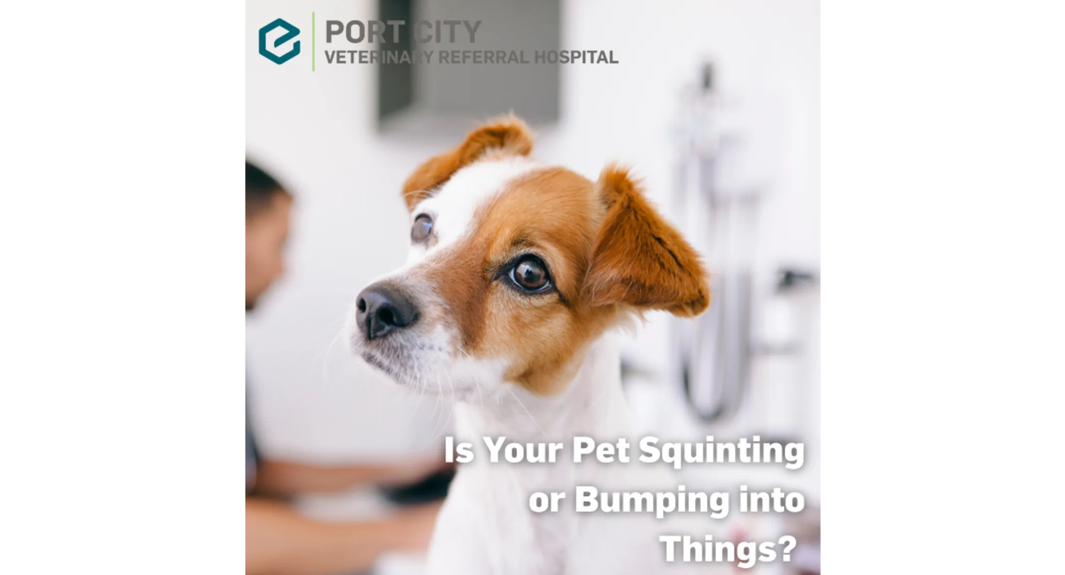 Is Your Pet Squinting or Bumping into Things? Is Your Pet Squinting or Bumping into Things?