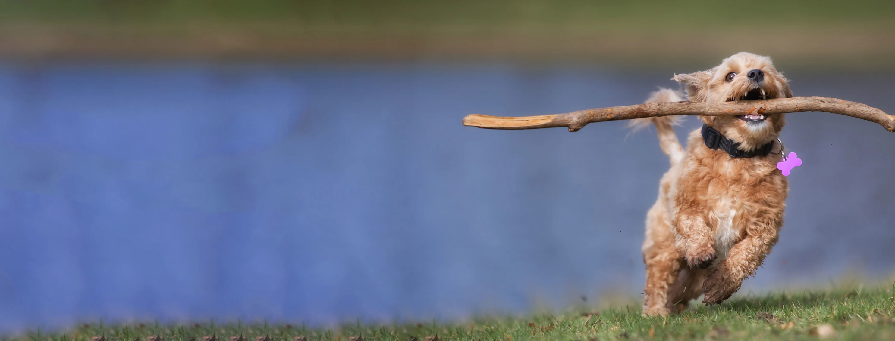 A Bulldog Sitting in the Woods A Bulldog Sitting in the Woods