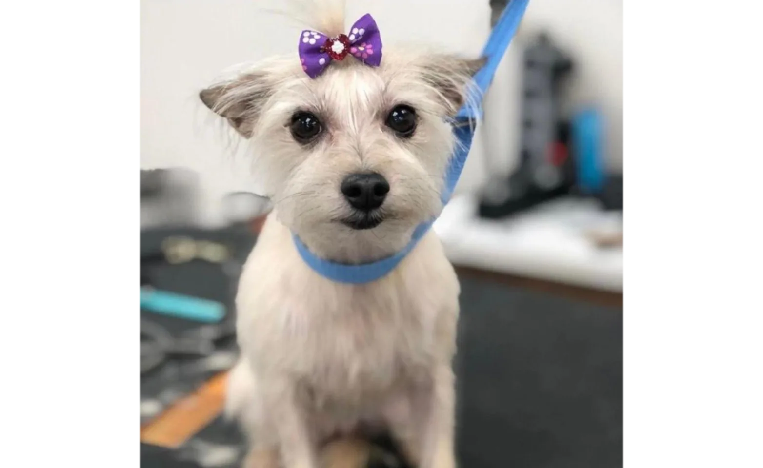 White dog with sparkly purple bow and blue leash White dog with sparkly purple bow and blue leash