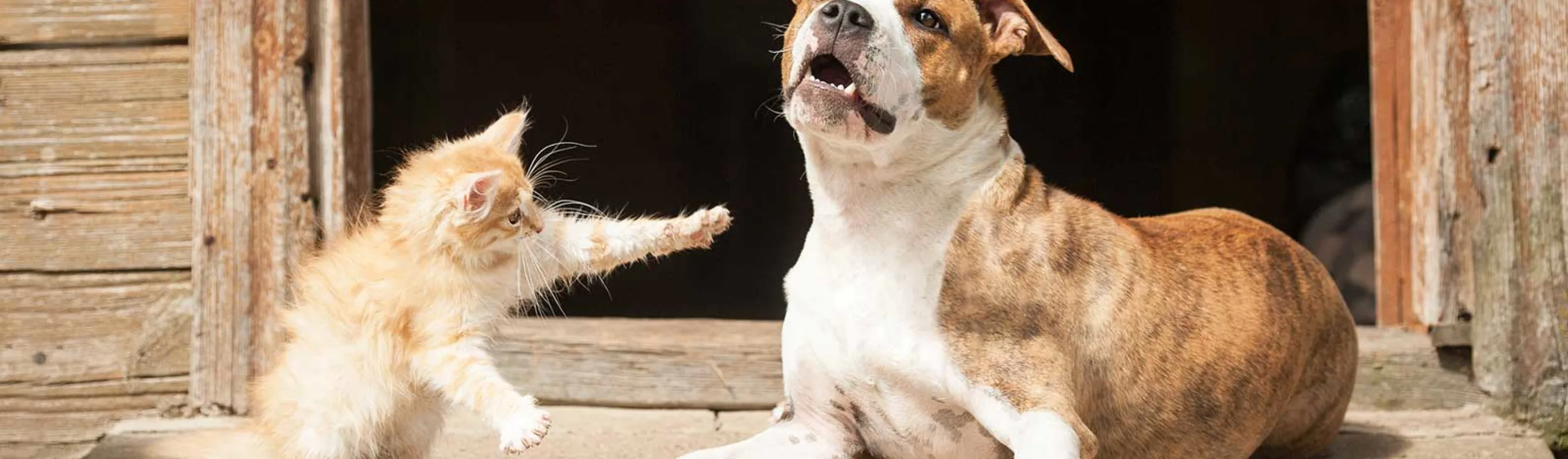 Dog and Cat outside of barn