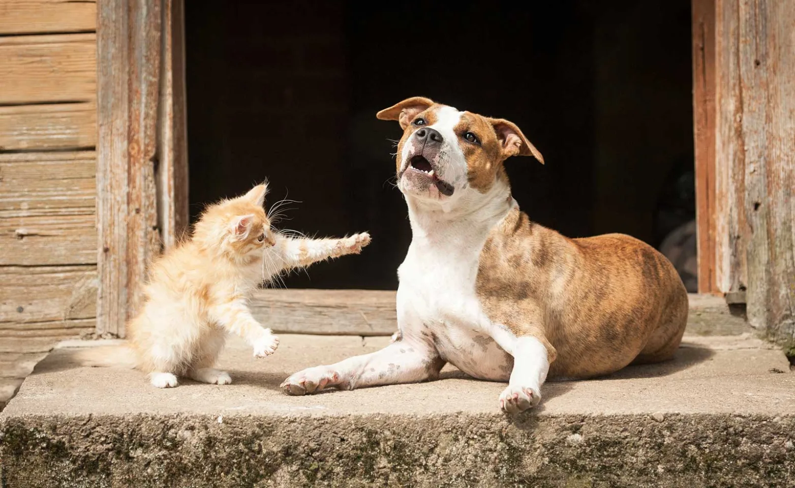 Dog and Cat outside of barn