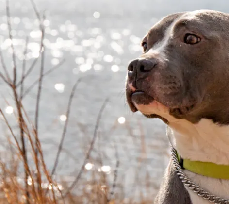 Dog on leash looking into the distance